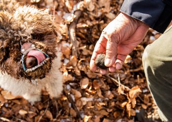 Truffle Season in Italy: Participate in Truffle Harvesting and Savor Local Truffle Dishes