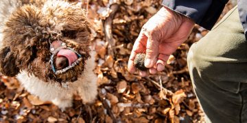 Truffle Season in Italy: Participate in Truffle Harvesting and Savor Local Truffle Dishes