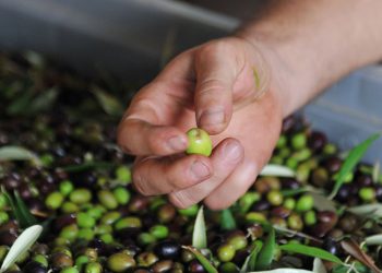 Italy: The Homeland of Olive Oil, Revered as the Soul of the Kitchen