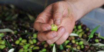 Italy: The Homeland of Olive Oil, Revered as the Soul of the Kitchen