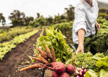Sustainability: The Core Focus of the Future Food Industry