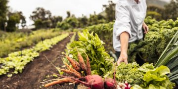 Sustainability: The Core Focus of the Future Food Industry